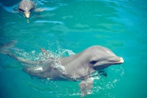plavání s delfíny v Puerto Plata