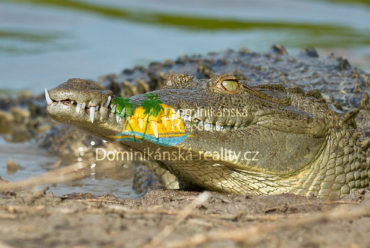 krokodýl americký v jezeře Enriquillo, Dominikánská republika