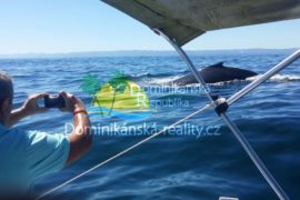 pozorování velryb na Samaná